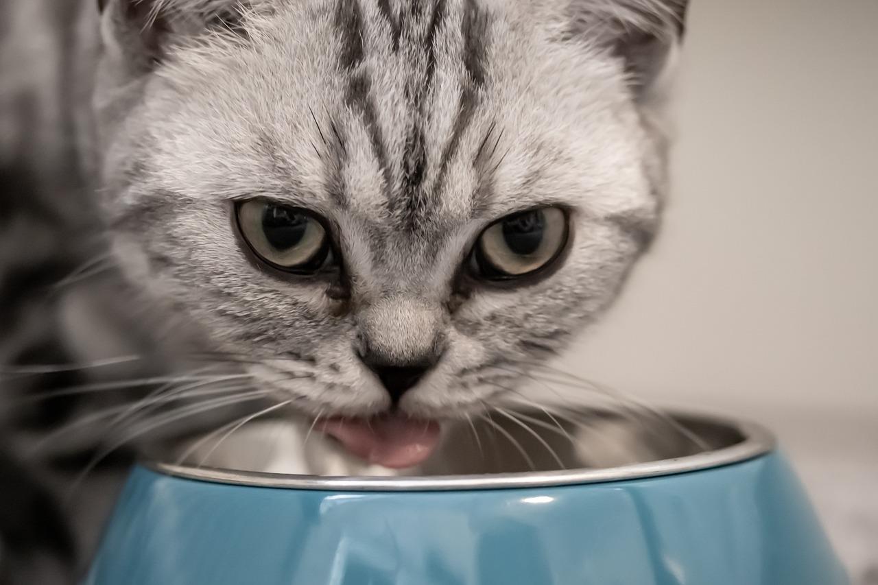 Het beste natvoer voor je kat Smullen in stijl!